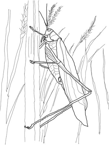 Bush Katydid Coloring Page